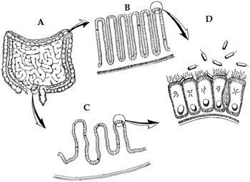 Figure4: E. coli intestines