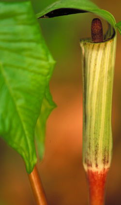 Jack-in-the-pulpit