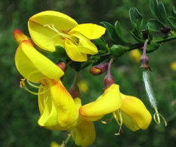 Scotch Broom