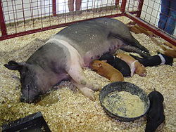 Sow and Piglets