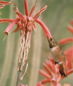 Allen’s Hummingbird’s forehead being dusted with pollen