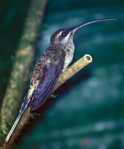 Baron's Hermit Ecuador