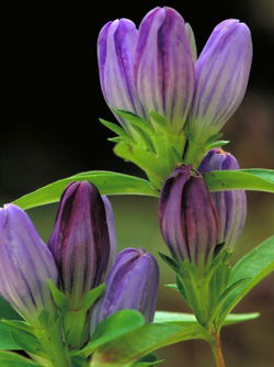 Bottle Gentian