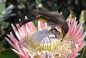 Cape Sugarbird on Protea cynaroides