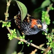 Crested Honeycreeper