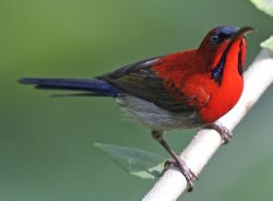 Crimson Sunbird