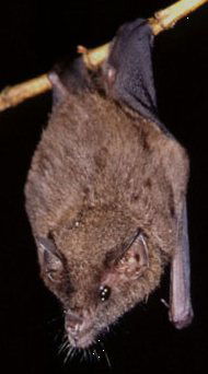 Geoffroy’s Tailless Bat