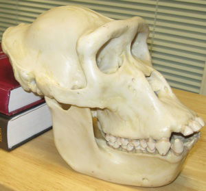 gorilla skull next to human