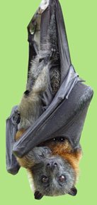 Grey-headed Flying Fox with baby