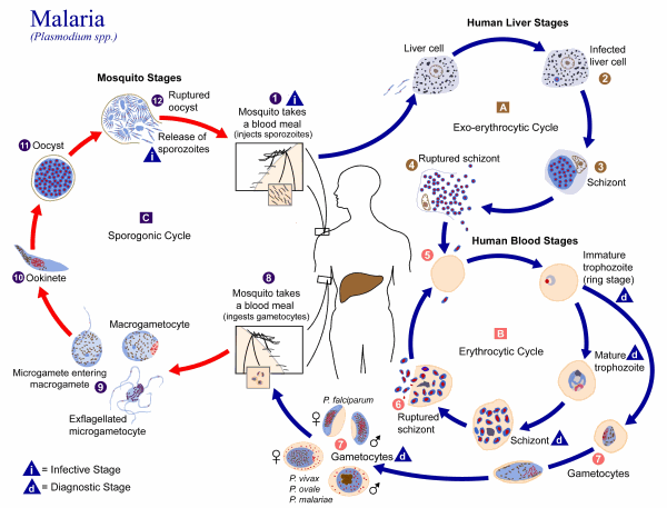 Malaria Life Cycle