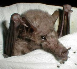Mexican Long-tongued bat