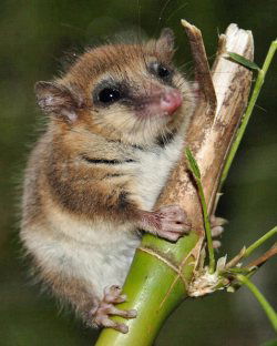 Monito del monte