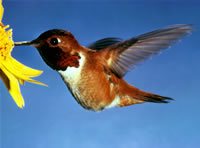 Rufous Hummingbird