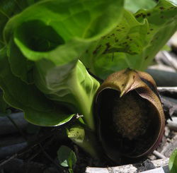 Skunk Cabbage