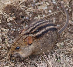 Striped mouse