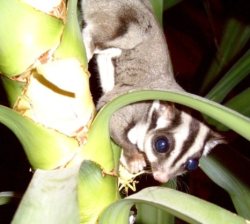 Sugar glider