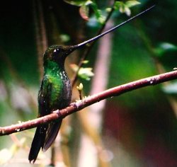 Sword-billed Hummingbird