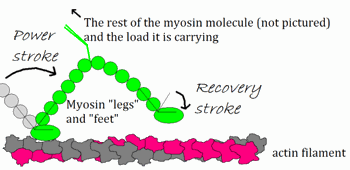 Myosin walking