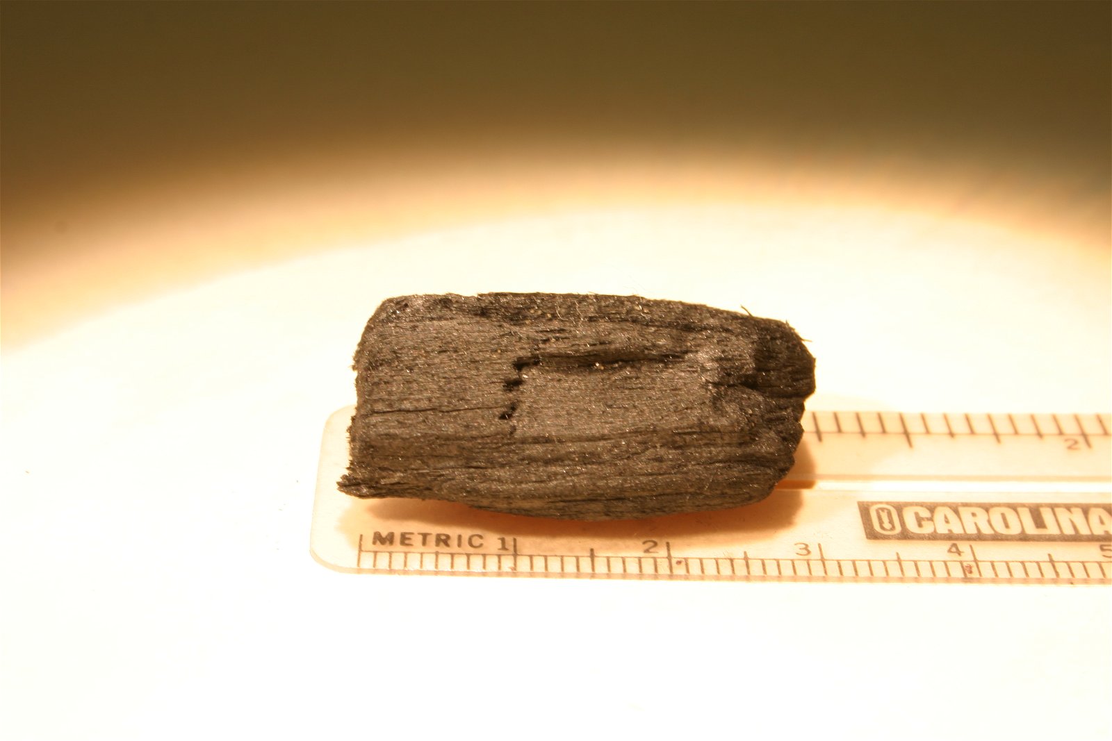 Oligocene fossil wood