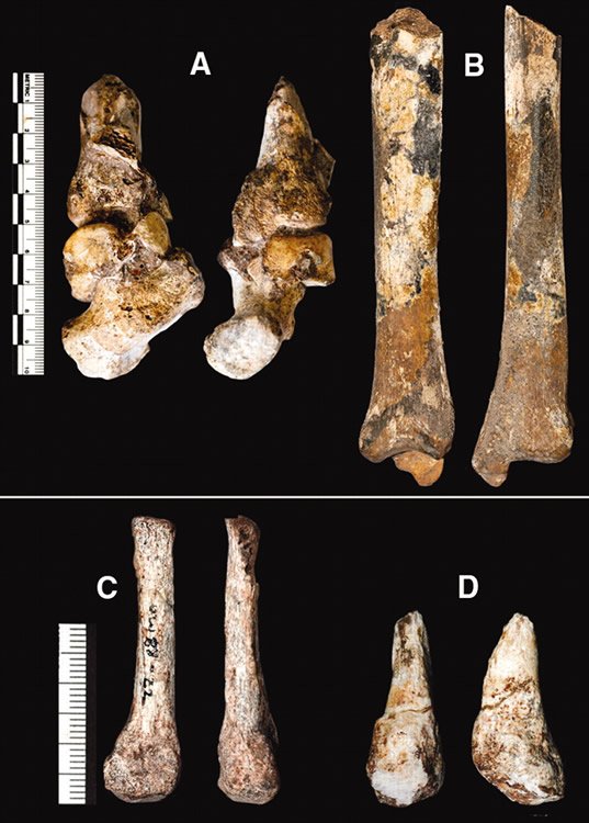 Partial foot and leg segments of Australopithecus sediba