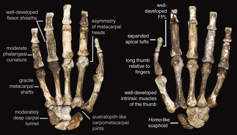 Right Hand of MH1 Australopithecus sediba