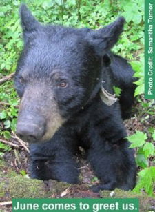 Bear habituation