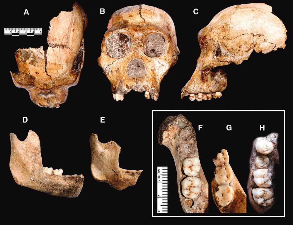 Craniodental Elements of Australopithecus sediba