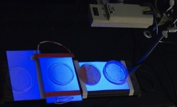 Serratia Figure 7