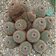 Mammillaria_spinosissima_wiki.jpg