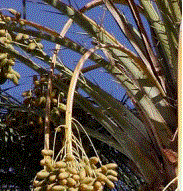 date_palm_Wikipedia.jpg