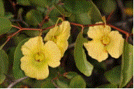 pal_crown_thorns_wiki.jpg