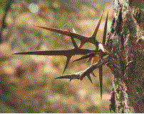 Honey locust trunk thorns