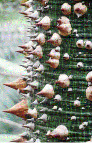 Floss Silk tree trunk “thorns”