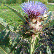 588px-Cynara_cardunculus_wiki.jpg