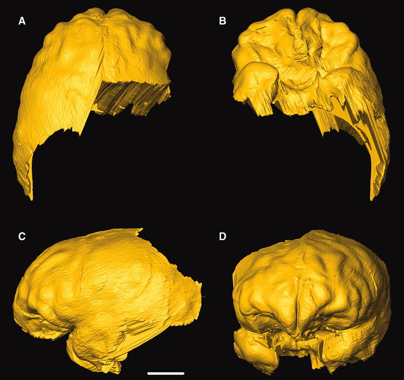 Virtual Endocast of MH1