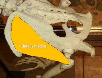 Pelvis2