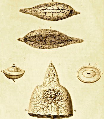 leeuwenhoek drawings