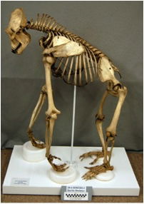 gorilla skeleton