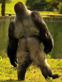 gorilla walking