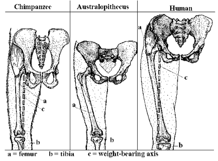 pelvis diagram from blog
