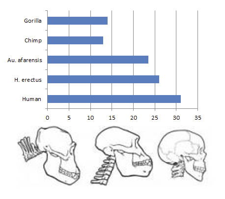 Comparison of Skull and Vertebrae