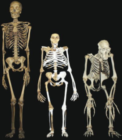 comparing-sediba-skeleton