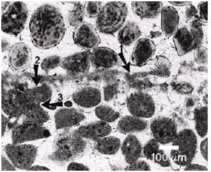 Light Micrograph of Bahamian Stromatolite