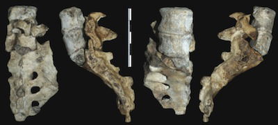 sediba-sacrum