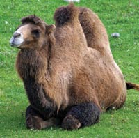 Bactrian camel