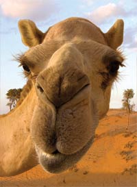 Camel