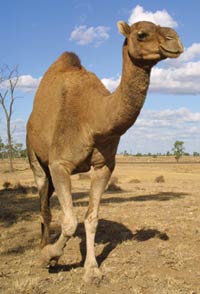 Dromedary camel