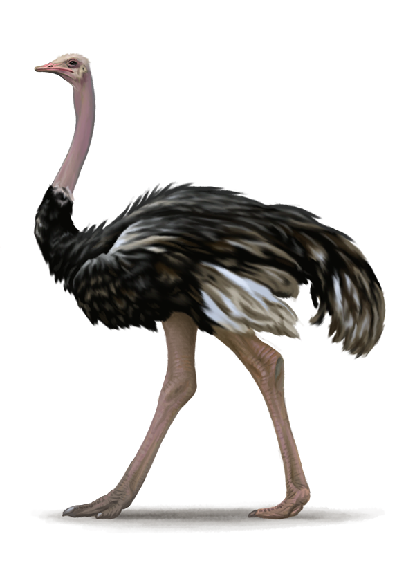 Ostrich