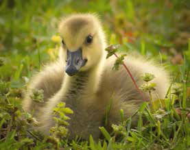 Baby Goose