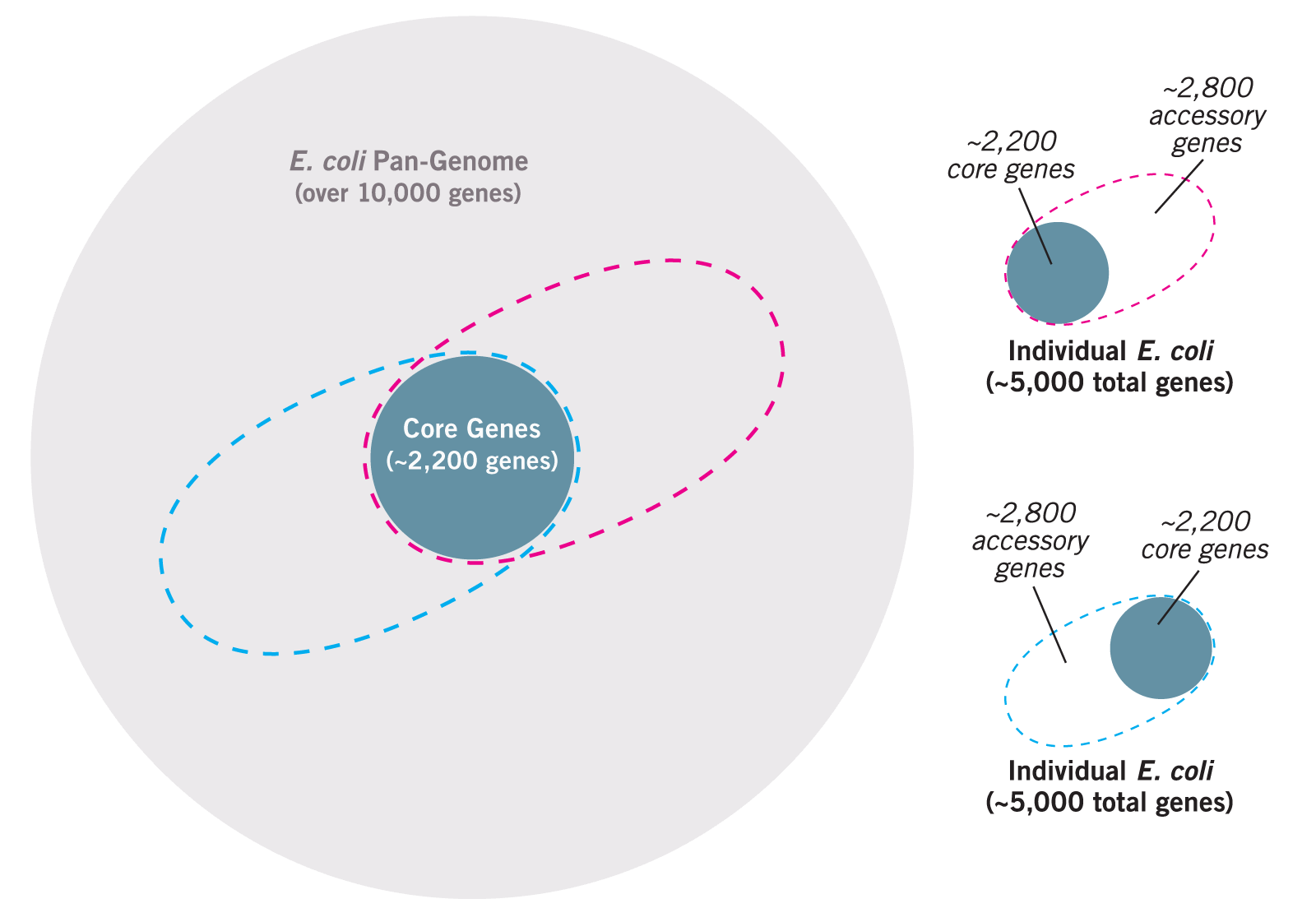 Pool of Accessory Genes